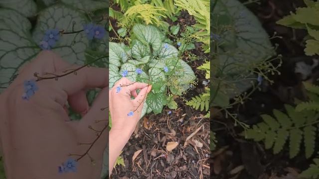 Planting under trees - My Irish woodland favourites смотреть онлайн