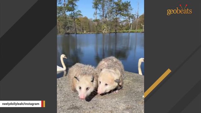 Rescued rat-sized opossum grows to be a fluff monster смотреть онлайн