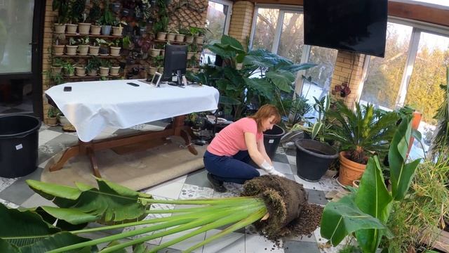 Большая пересадка. Пальма Равенала - Мадагаскарская в зимнем саду смотреть онлайн