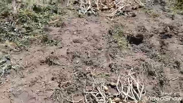 Лук - лучек/прекрасный урожай/дачные хлопоты! смотреть онлайн