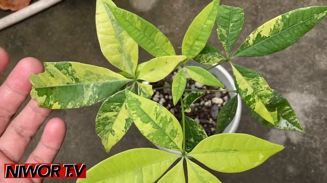 Beautiful Variegated Money Tree - Pachira Aquatica Aurea variegata смотреть онлайн