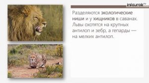 Экологическая ниша | Биология 9 класс #36 | Инфоурок