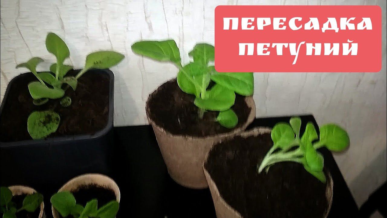 Пересадка петуний 07.04.22 смотреть онлайн