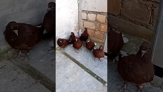 красные белохвостые смотреть онлайн