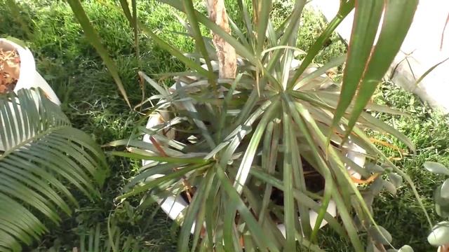 Мои джунгли ! (Часть 1) Купание/Приятная беседа/Комнатные растения смотреть онлайн