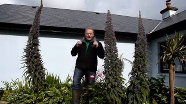 Echium pininana full flower смотреть онлайн