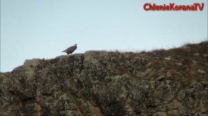 Чтение Корана. Умар Хишам. Сура 92 аль Лейл (Ночь)