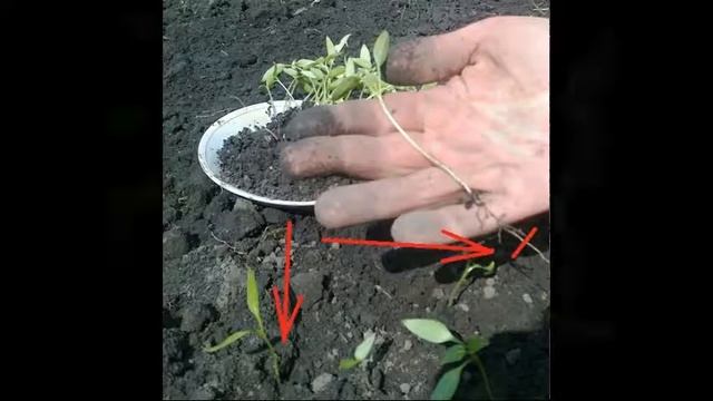 посев семян эспарцета, Sowing Sainfoin,
