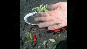 посев семян эспарцета, sowing sainfoin,