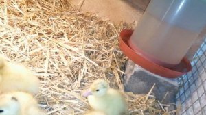 ??ПЕРВЫЕ ДНИ МУЛАРДОВ. КОРМЛЕНИЕ, ПОЕНИЕ, ПРОПОЙКА?!