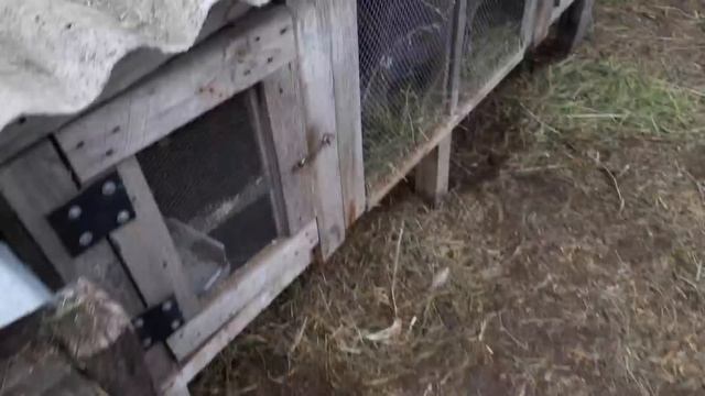 День выходного дня, ознакамливаюсь с кроликами и с их условиями... смотреть онлайн