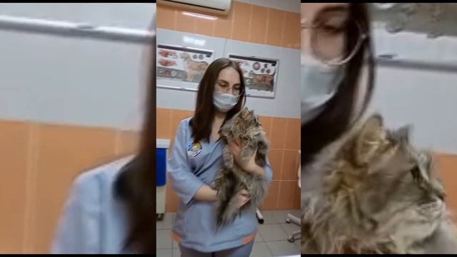 История спасения кошки Кати смотреть онлайн