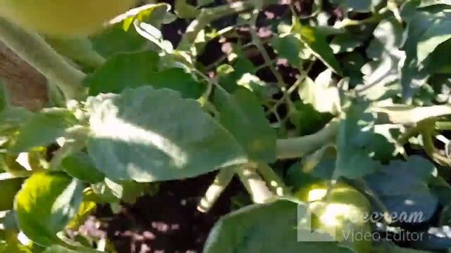 Бегут куда попало// Рассольник с грибами// Влог// смотреть онлайн