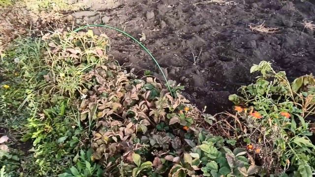 Мечты сбываются 👍🥰 Сделали очень много дел😊 Уральский осенний огород 🥦🥒🥕 Наша стройка, Дом мечты смотреть онлайн