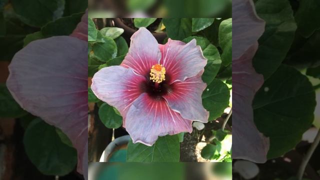 My Hibiscus/Gumamela collection смотреть онлайн