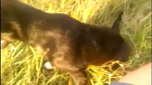 71. Заводите дворняжек! смотреть онлайн