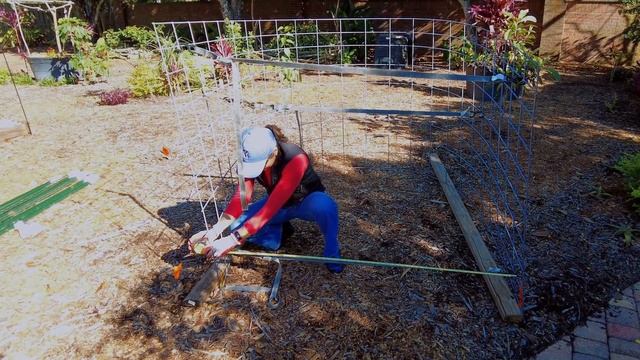 How to Build a Strong Cattle Panel Arch Trellis! смотреть онлайн