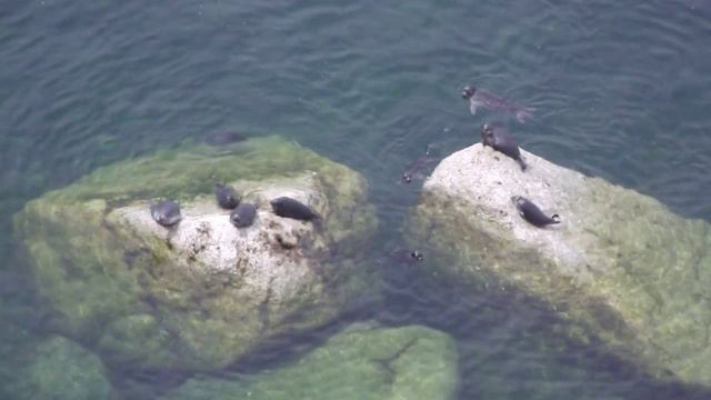 Байкальский тюлень смотреть онлайн