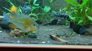 Мощь геофагуса / Геофагус акарихтис хеккеля передвигает коряги в аквариуме 450 литров