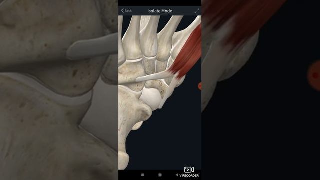 Короткий сгибатель большого пальца стопы. Flexor hallucis brevis. Анатомия в 3D. смотреть онлайн