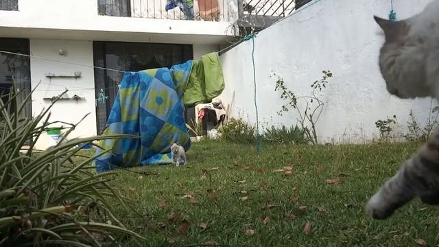 Pirlo Cat y su hermana en Slow Motion смотреть онлайн