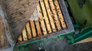 Обработка пчёл водным раствором щавелевой кислоты