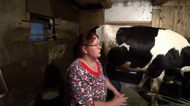 Признаки стельности коровы смотреть онлайн