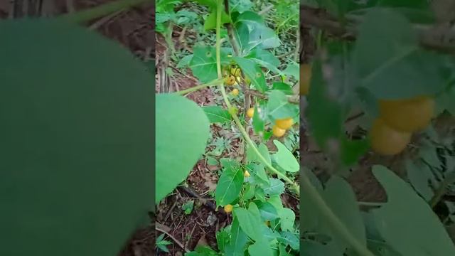 #short смотреть онлайн