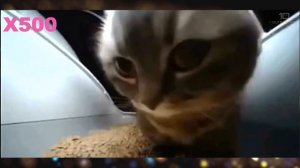 Chipi Chipi Chapa Chapa Dubi Dubi - Speed X999