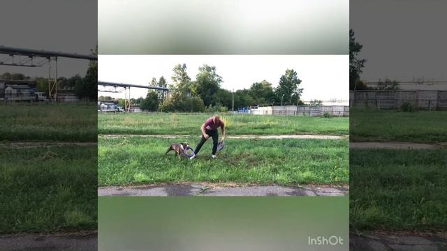 Тренировка Майка 🐕 Американский стаффордширский терьер.Mike training,American Staffordshire Terrier смотреть онлайн