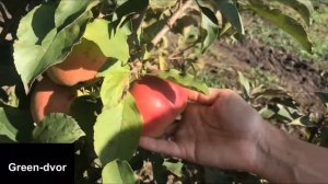 Яблоня сорт Лигол . Описание