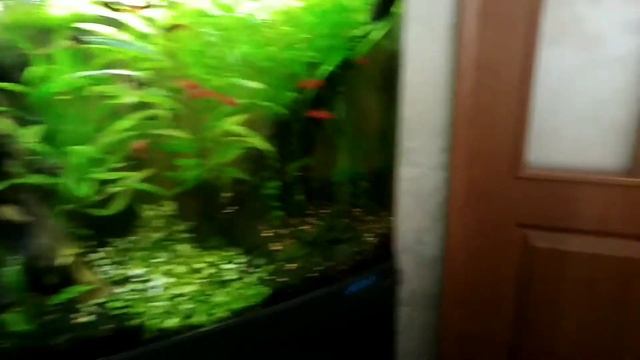 Лампочка Ильича + не борюсь с водорослями !!! смотреть онлайн