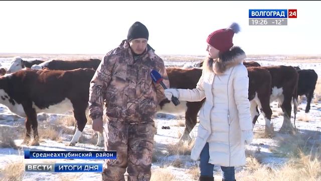Среднеахтубинский фермер делает ставку на разведение крупного рогатого скота смотреть онлайн