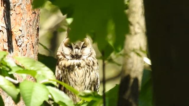 Uszatka zwyczajna (Asio otus). Kotlin, 21.05.2020 смотреть онлайн