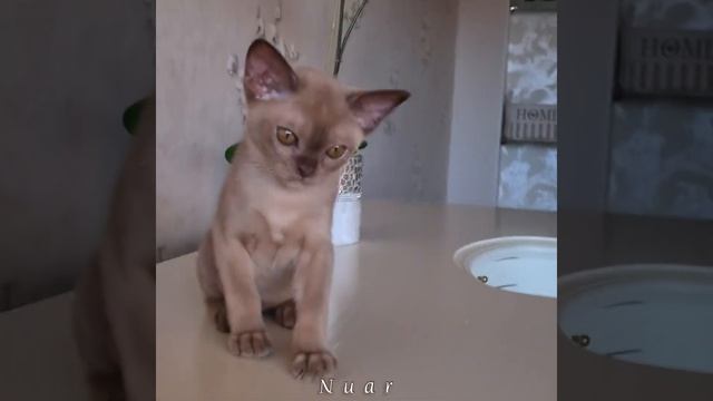 Бурманский котёнок Nuar. Окрас шоколад. смотреть онлайн