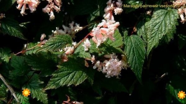 Стефанандра танаки. Краткий обзор, описание характеристик, где купить саженцы stephanandra tanakae