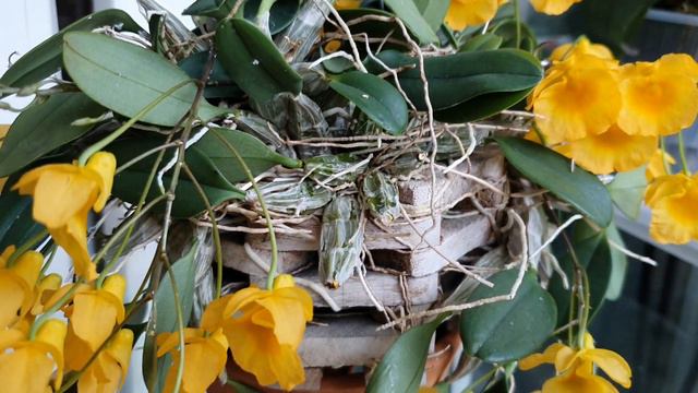 Dendrobium harveyanum, Dendrobium Ueang Phueng. Описание и уход. смотреть онлайн