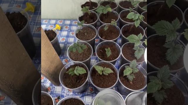 Малина из корневых черенков смотреть онлайн