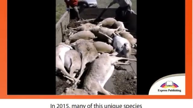 7 EXCEL Module 4 Video 4 Endangered Species Around the World смотреть онлайн