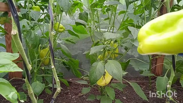 Перец ВОРОНЕЖСКИЙ от Якова смотреть онлайн