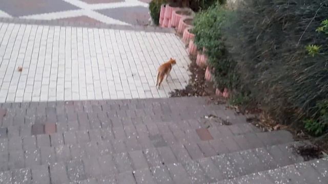 КОШКА Томас и компания, Филип, Бела, и семья Красавицы (12-33) * 254 смотреть онлайн