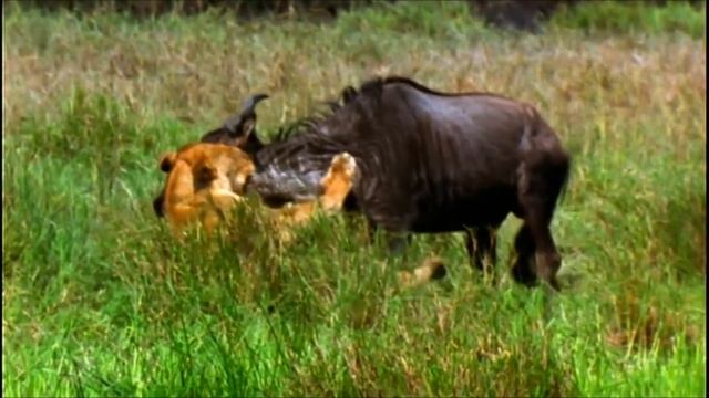 Animal Planet's Survival Guide Serengeti: Lion смотреть онлайн
