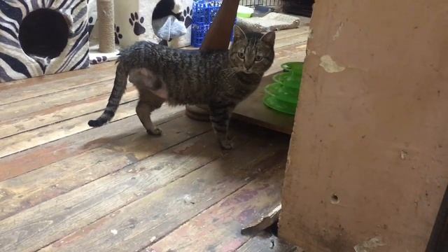 Кевин кот с ампутированной лапкой смотреть онлайн