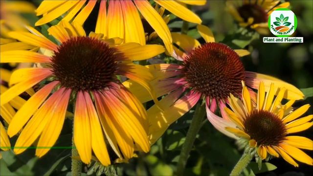 74 Coneflower (Echinacea) Varieties | Echinacea Types | Coneflower Varieties | Plant And Planting