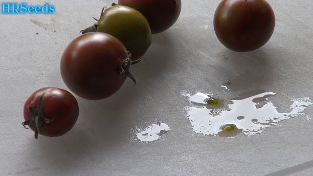 ⟹ Black Zebra Tomato | Solanum lycopersicum | Tomato Review 2019 смотреть онлайн
