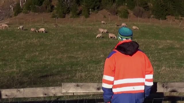 My sheep hear my voice смотреть онлайн