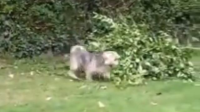 Dogs, Balls, Garden