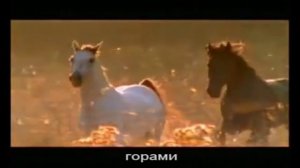 Манычские мустанги