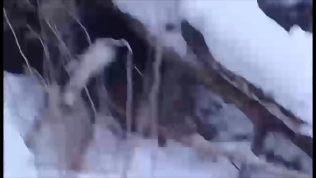 Охота на медведя с Лайками и Гончаком. Bear hunting with dogs. смотреть онлайн
