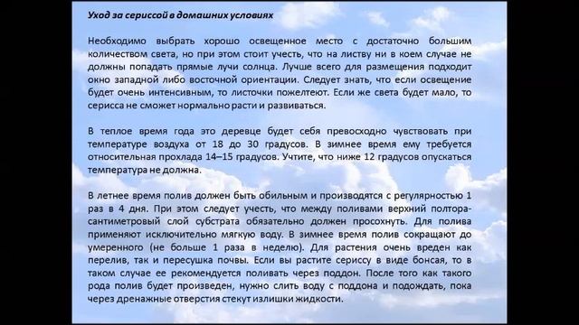 Бонсай Серисса. (Июньский снег). смотреть онлайн